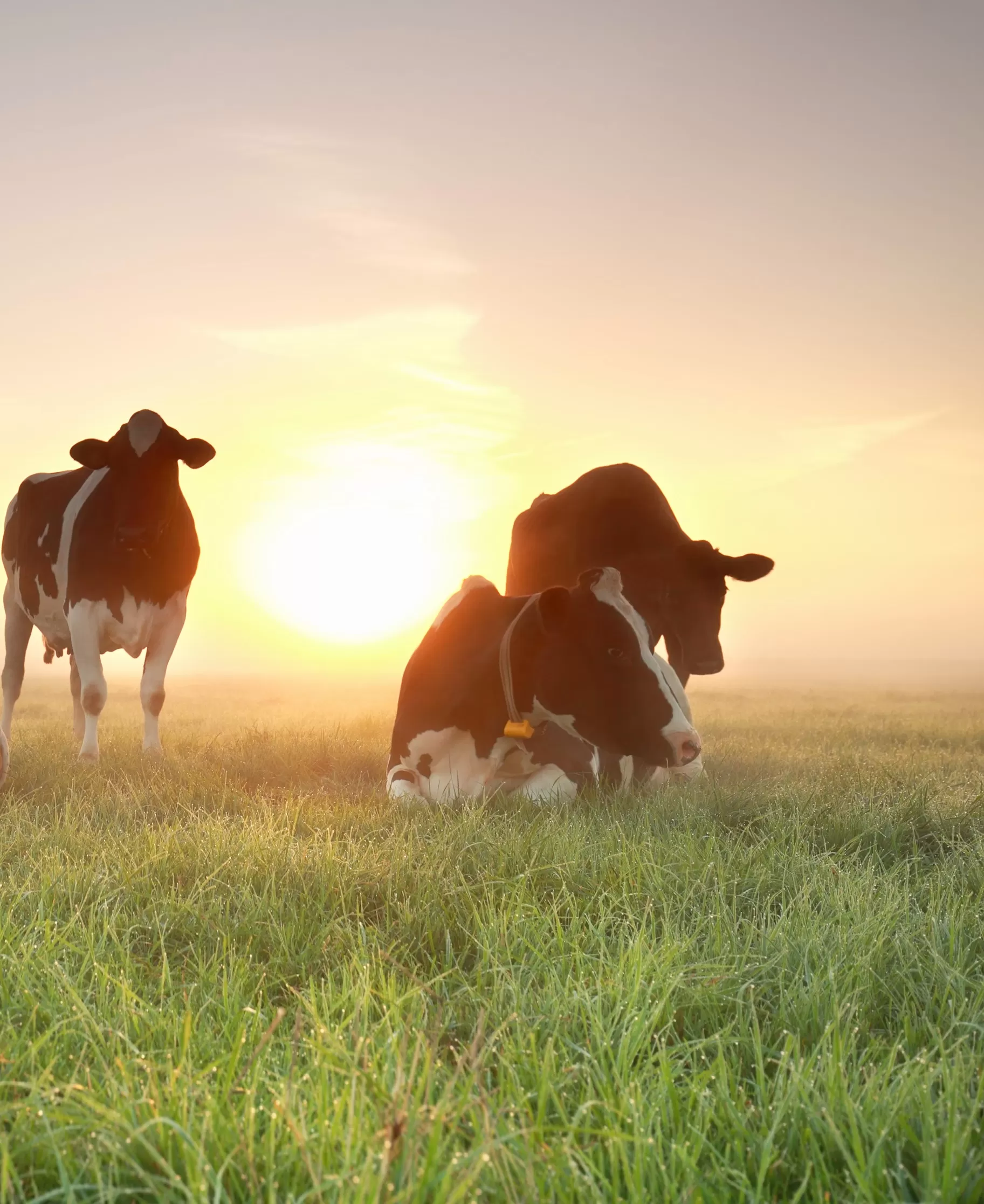 Sustainability sustainable dairy farming cows