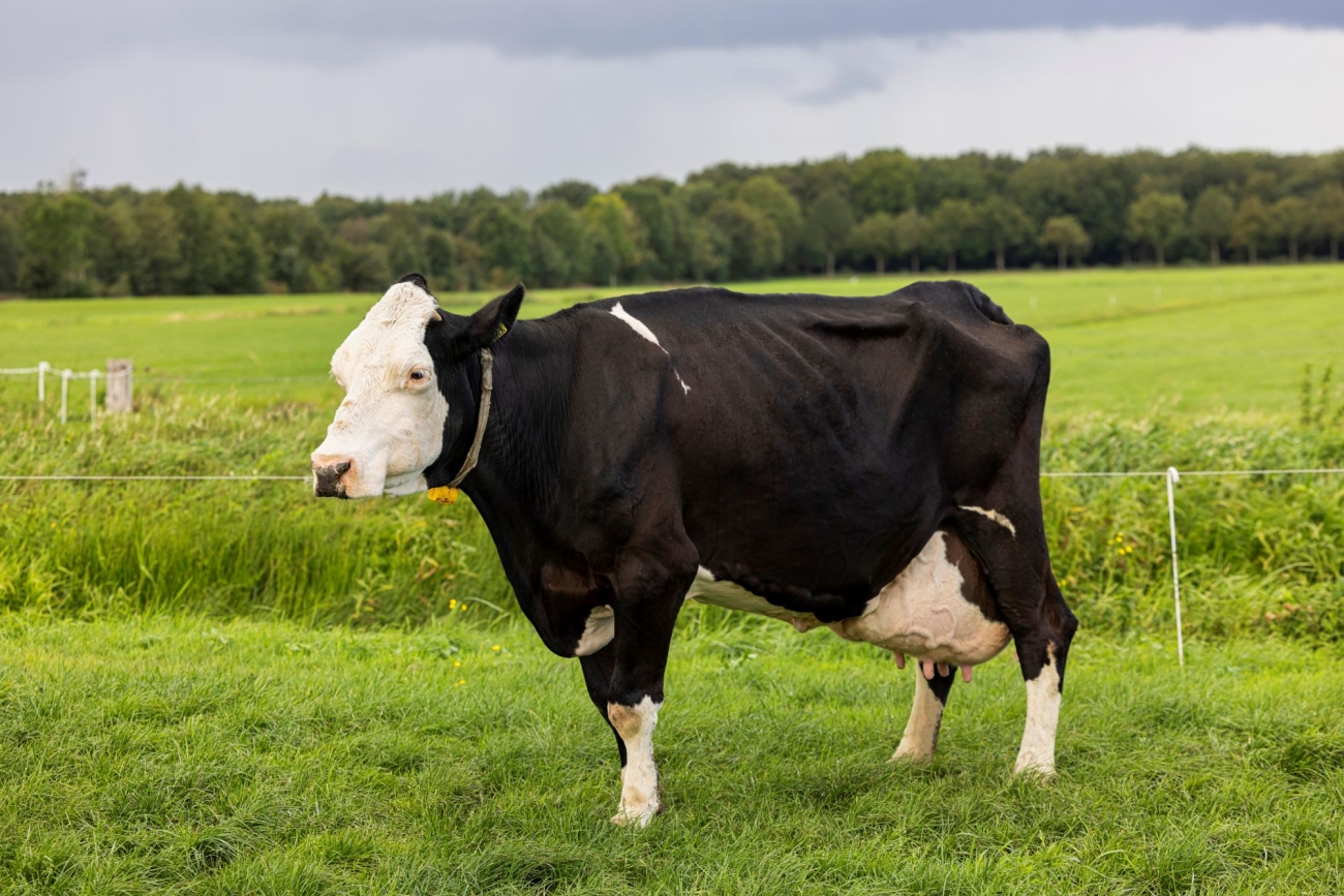 Topkoe Grietje 124